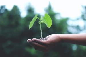 Wie aus einer natürlichen Pflanze eine synthetische Droge gemacht wird